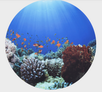 Sensory Mood Discovery Table + Under the Sea Discovery